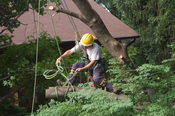 Best Tree Cabling and Bracing  in Port Labelle, FL