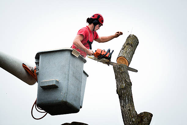 Best Tree Disease Treatment  in Port Labelle, FL