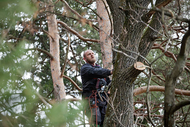  Port Labelle, FL Tree Care Pros